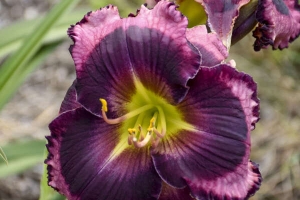 Hemerocallis 'The Band Played On' New 2024